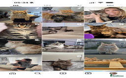 Maine Coon cats for sale: Maine Coon kittens World Champion bloodline ❤️ - Image 9