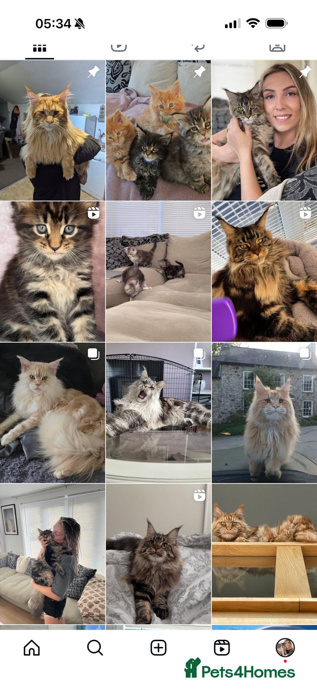 Maine Coon cats for sale: Maine Coon kittens World Champion bloodline ❤️ - Image 9