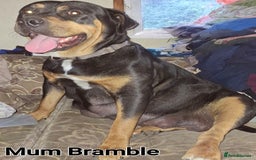 Rottweiler dogs for sale: Stunning Litter Of Shepweiler X Mastiff Pups - Image 19