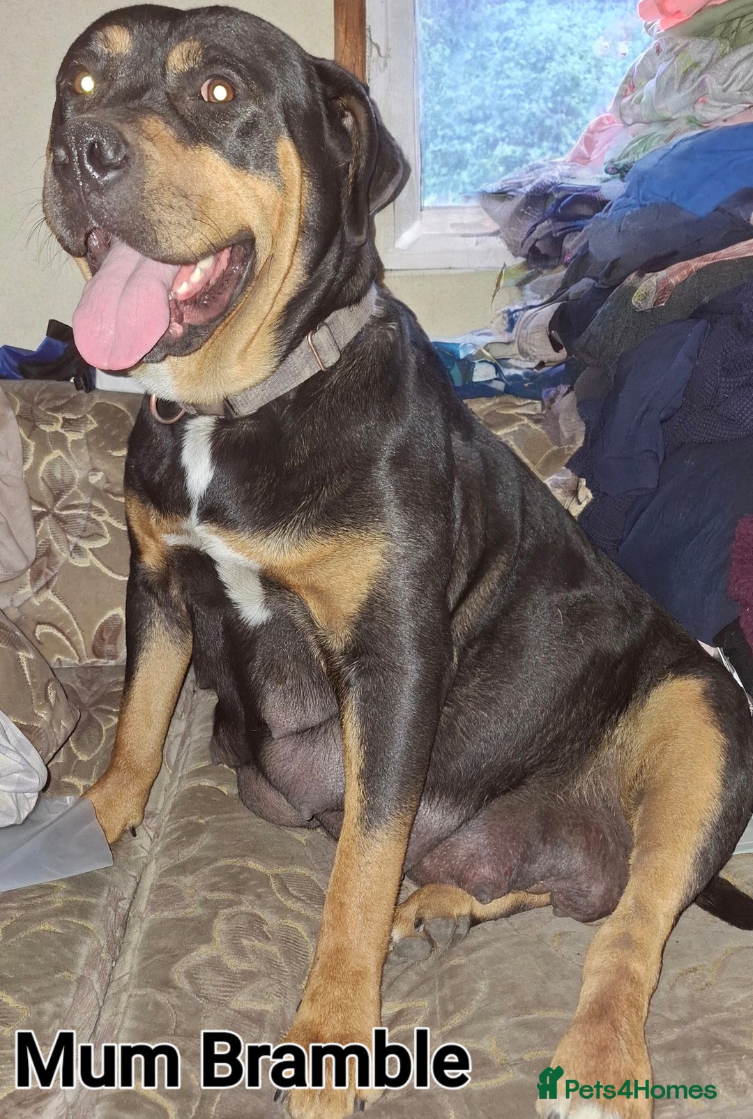 Rottweiler dogs for sale: Stunning Litter Of Shepweiler X Mastiff Pups - Image 19