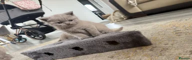 British Shorthair Kitten 3