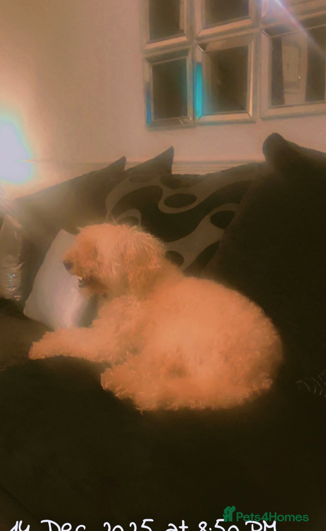 Australian Labradoodle dogs for sale: Meet Yasmin! - Advert 12