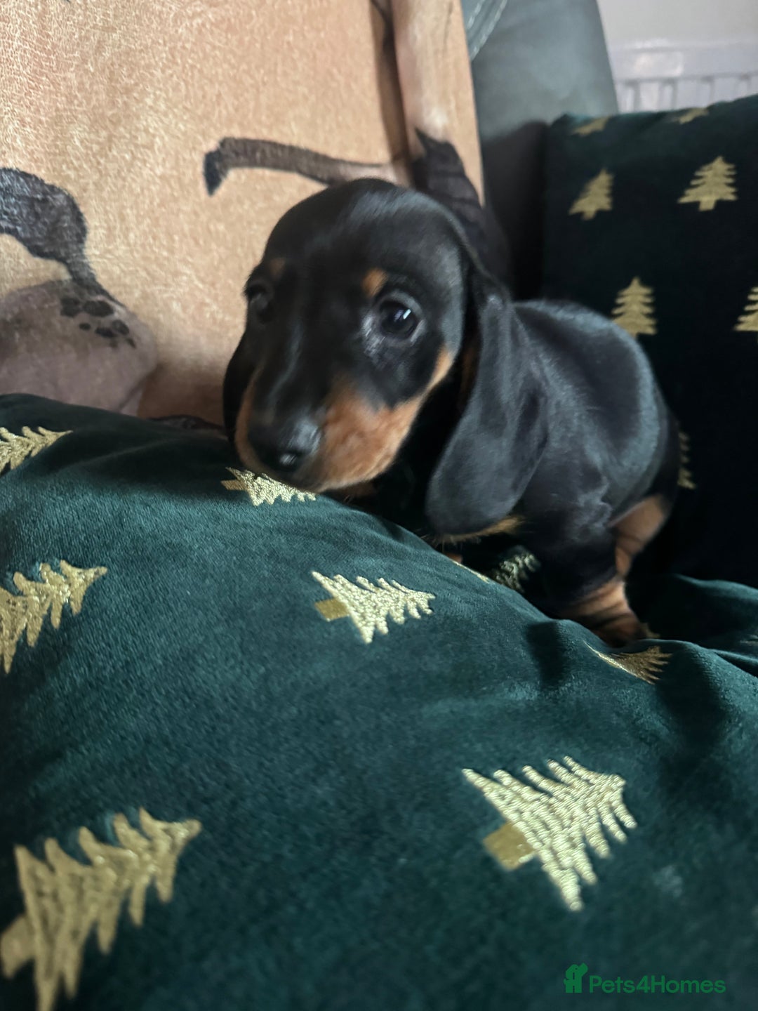 Miniature Dachshund dogs for sale: 1 dog left! Ready now. KC reg - Advert 15
