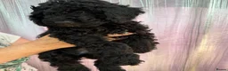 Miniature Poodle dogs for sale: Miniature Poodle puppies  in Clacton-on-Sea - Advert 5