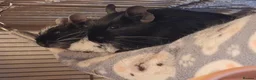 Degus rodents for sale: Degu Pair Black Neutered Male Black Pied Female  - Advert 5