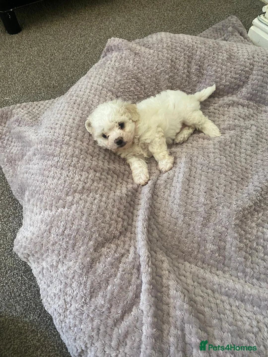 Bichon Frise dogs for sale: Puppies for sale bichon frise breed , 6 weeks old  - Advert 2