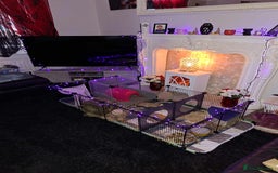 Guinea Pig rodents for sale: 2 male bonded guinea pigs  - Image 4