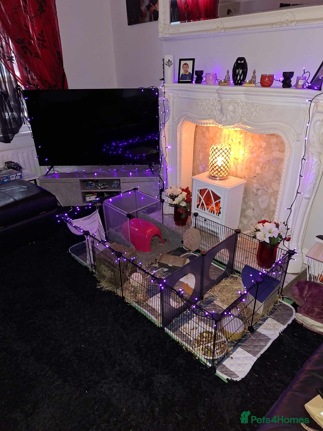 Guinea Pig rodents for sale: 2 male bonded guinea pigs  - Image 4