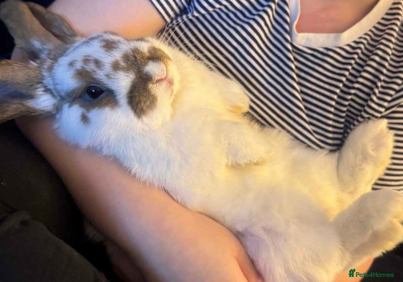 Mixed Breed rabbits 2 mix breed rabbits  - Advert 1