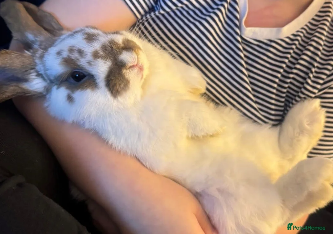 Mixed Breed rabbits for sale: 2 mix breed rabbits  - Advert 1