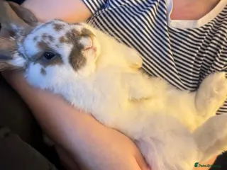 Mixed Breed rabbits 2 mix breed rabbits - Advert 1