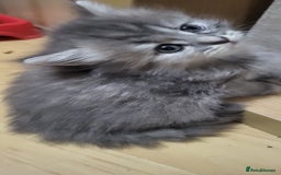 Siberian cats for sale: 9 beautiful Siberian kittens  - Image 13