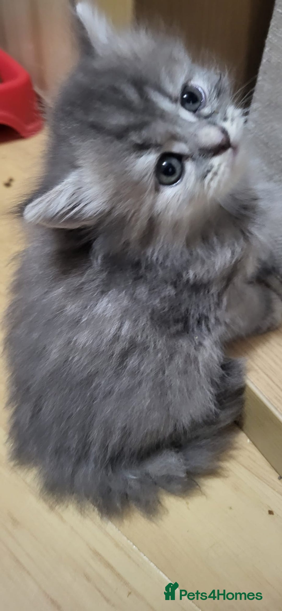 Siberian cats for sale: 9 beautiful Siberian kittens  - Image 13