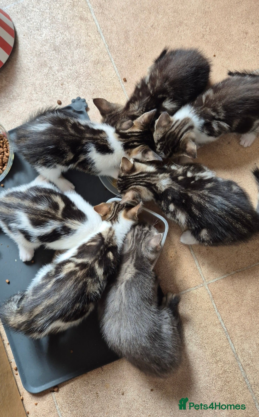 Mixed Breed cats for sale: Adorable 7 Mixed Breed Kittens 🐾 - Image 3