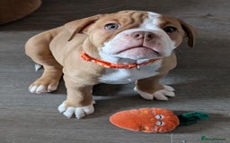 Olde English Bulldogge dogs for sale: 2 females left! - OEB Puppies NEBBR ✅ 3rd Gen - Image 8