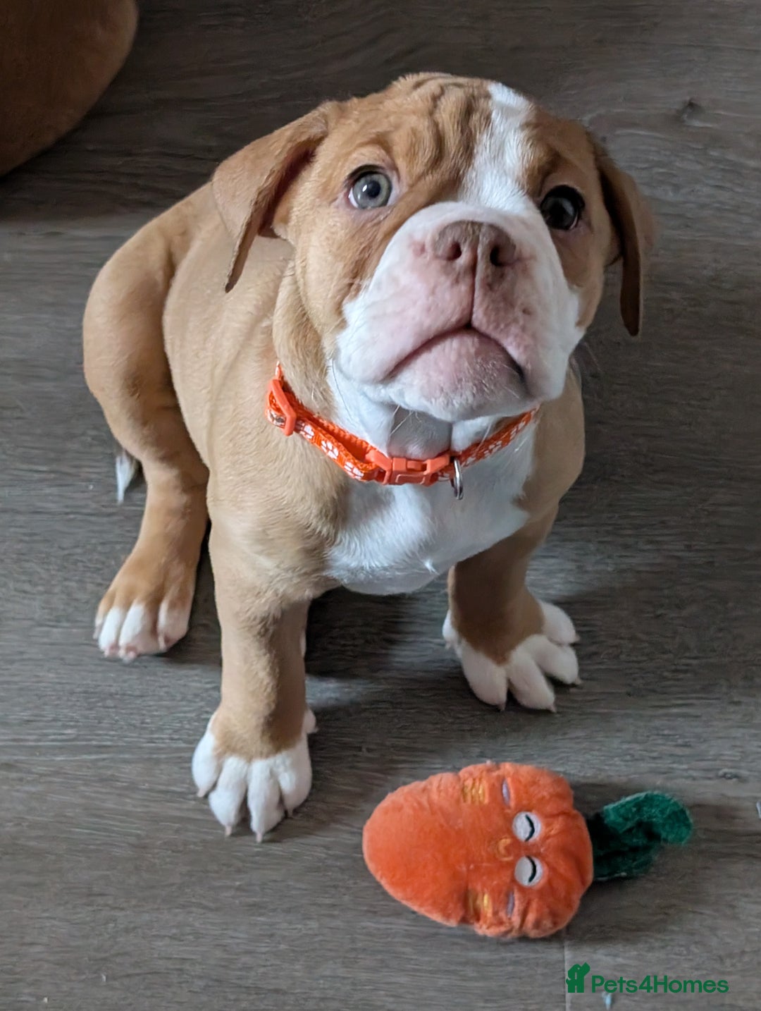 Olde English Bulldogge dogs for sale: 2 females left! - OEB Puppies NEBBR ✅ 3rd Gen - Image 8