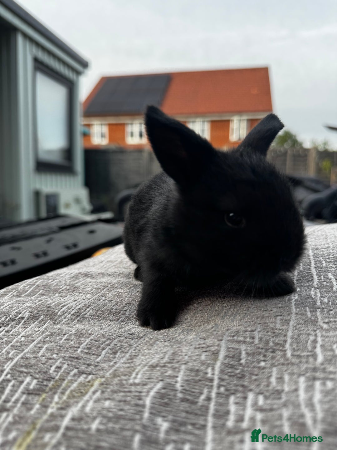 Mini Lop rabbits for sale: Mini Lop Babies ready to reserve - Image 10