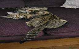 Mixed Breed cats for sale: Mixed breed, both female, ready to go now! - Image 5