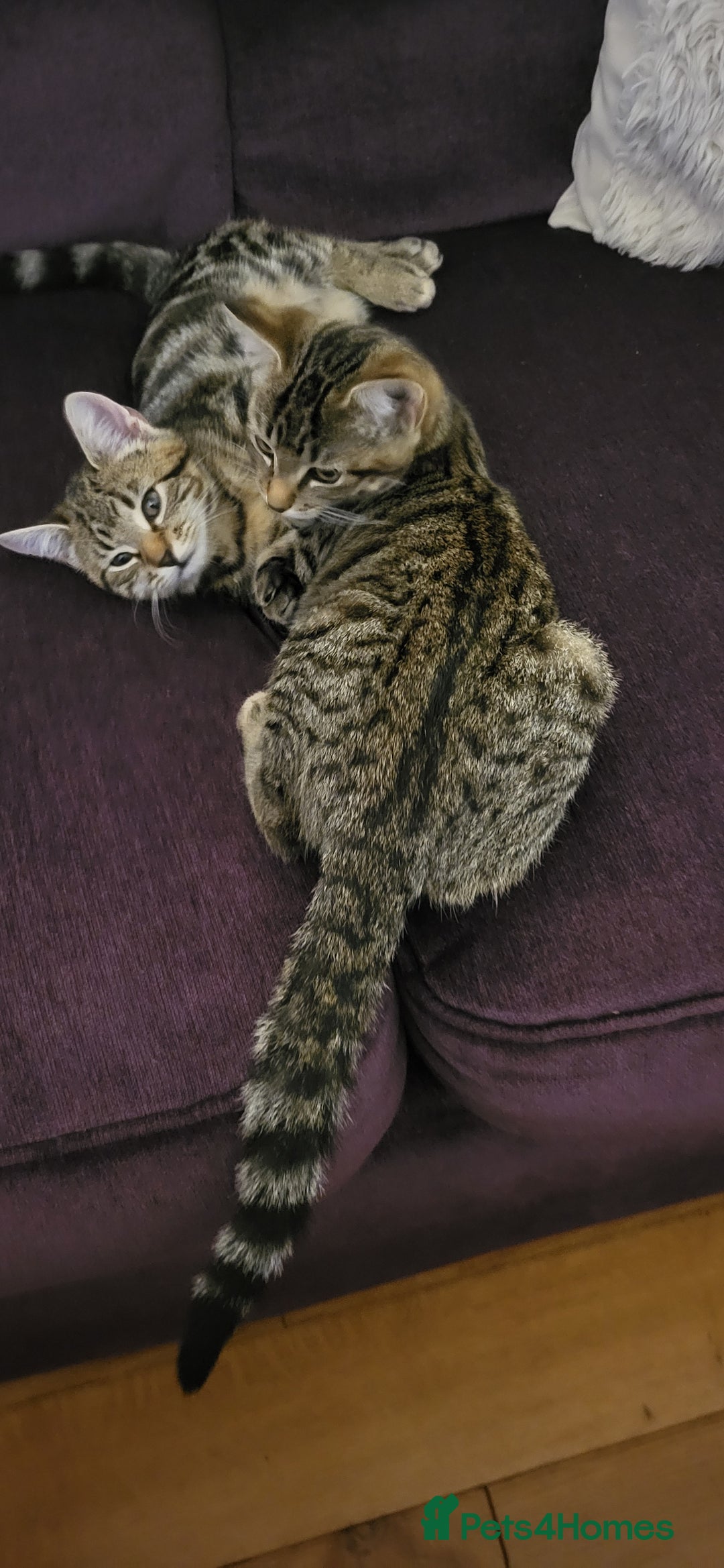 Mixed Breed cats for sale: Mixed breed, both female, ready to go now! - Image 5
