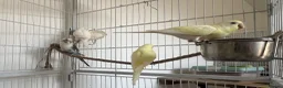 Budgerigars birds for sale: Baby Budgies - Advert 6