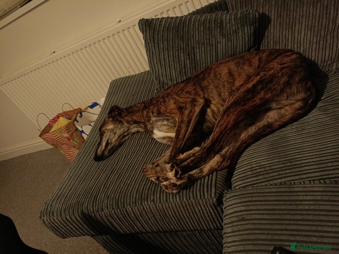 Greyhound dogs for sale: Beautiful Greyhound ready for new chapter - Advert 6