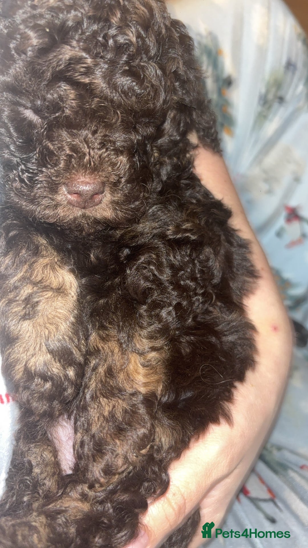 Cockapoo dogs for sale: Beautiful F2B Toy Cockapoo Puppies - Advert 17