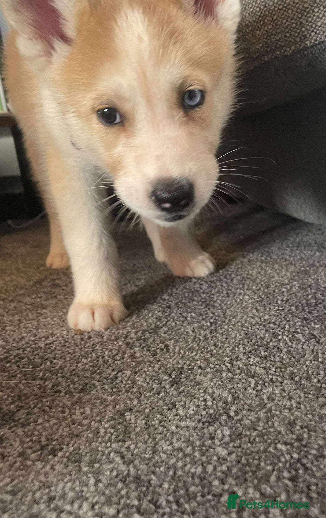 Siberian Husky dogs for sale: Female husky pup READY NOW  - Image 3