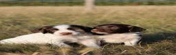 English Springer Spaniel dogs for sale: English springer spaniel  - Advert 12
