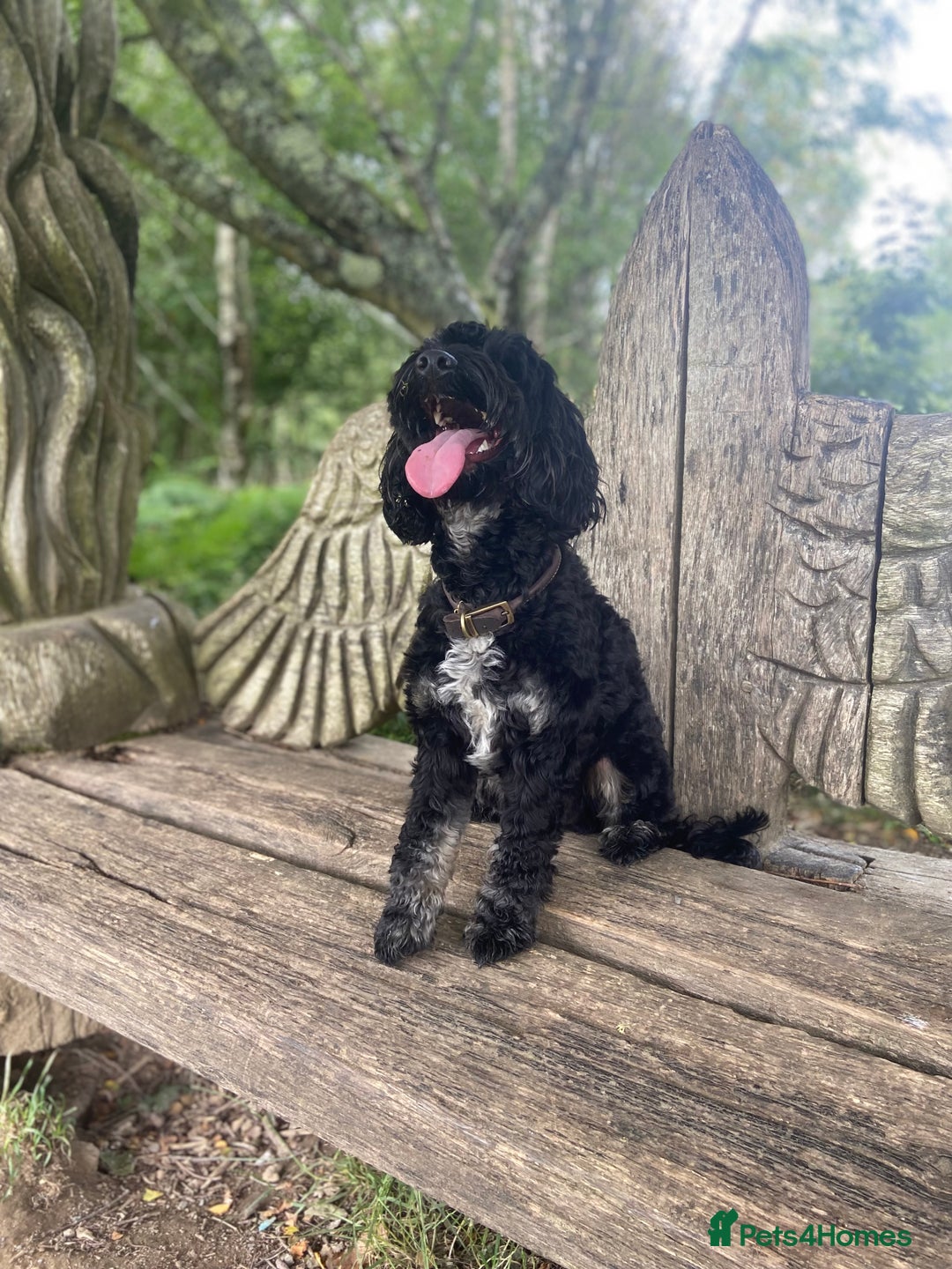 Cockapoo dogs for stud: Stud Cockerpoo - Image 1