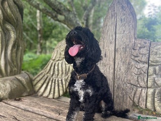 Cockapoo dogs - Advert 21