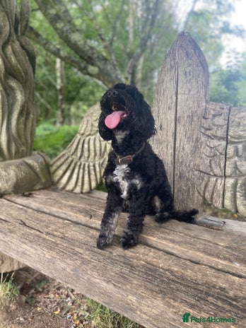 Cockapoo dogs - Advert 1