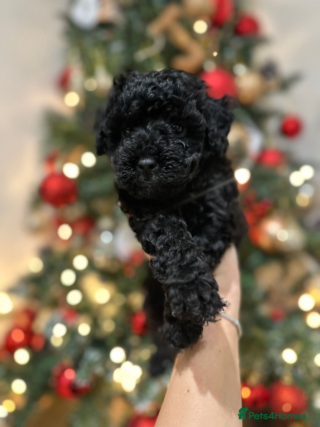 Cockapoo dogs for sale: Stunning f1b cockapoo's for sale  - Advert 23