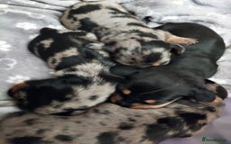 Miniature Dachshund dogs for sale: Miniature Dachshund - Image 5