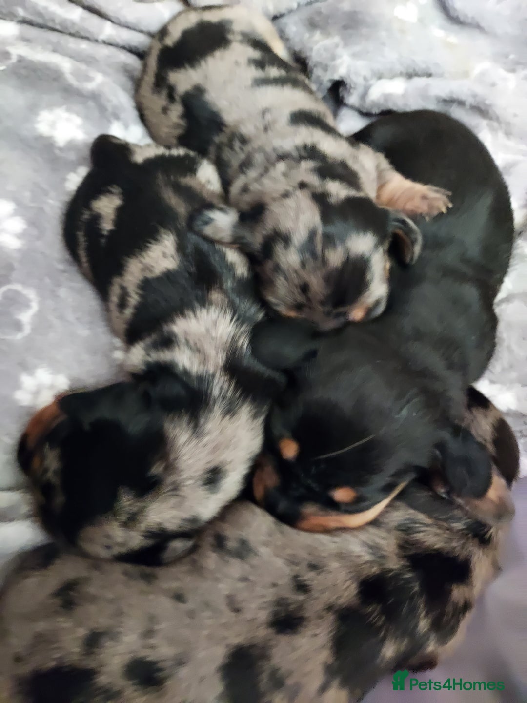 Miniature Dachshund dogs for sale: Miniature Dachshund - Image 5