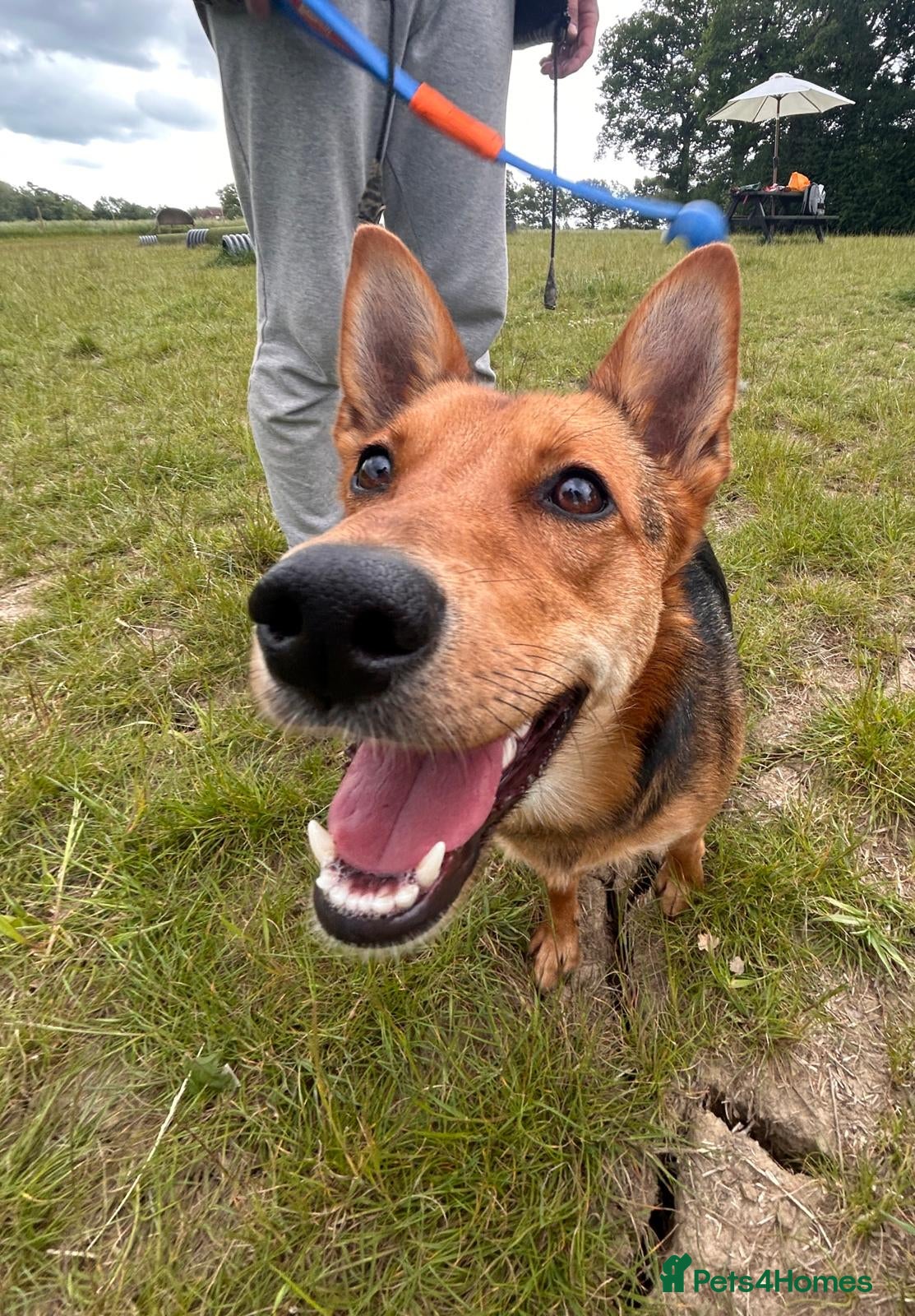 Mixed Breed dogs ❤️ MINNIE-2-year-old low-medium girl  - Advert 1