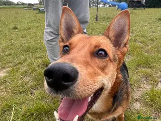 Mixed Breed dogs ❤️ MINNIE-2-year-old low-medium girl - Advert 1
