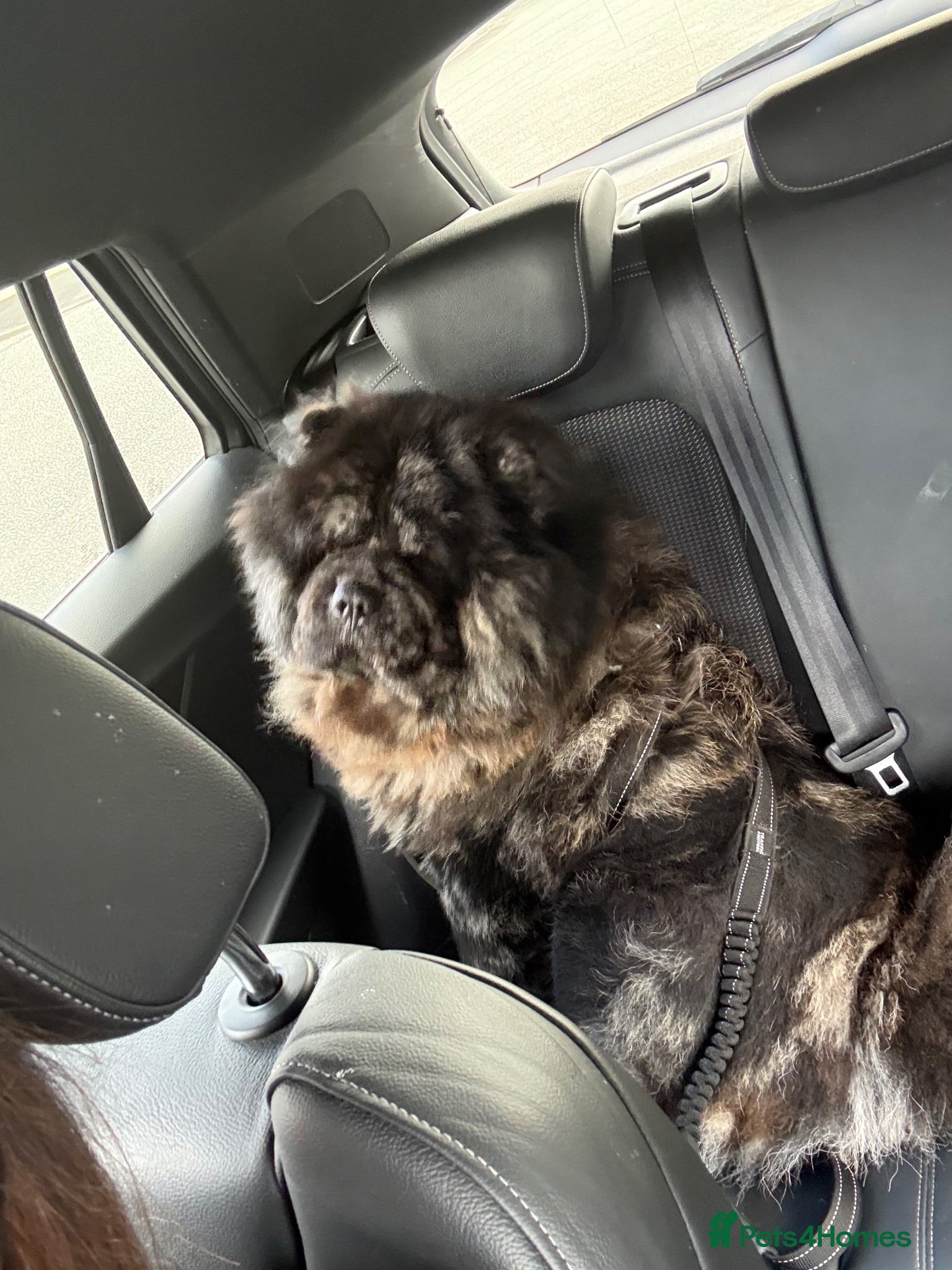 Chow Chow dogs Mearle chow boy  - Advert 2