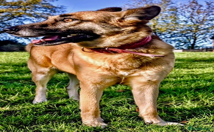 Belgian Shepherd Dog dogs Julie: The Puppy Who Survived the Unthinkable - Advert 1