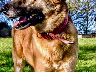 Belgian Shepherd Dog dogs Julie: The Puppy Who Survived the Unthinkable - Advert 1