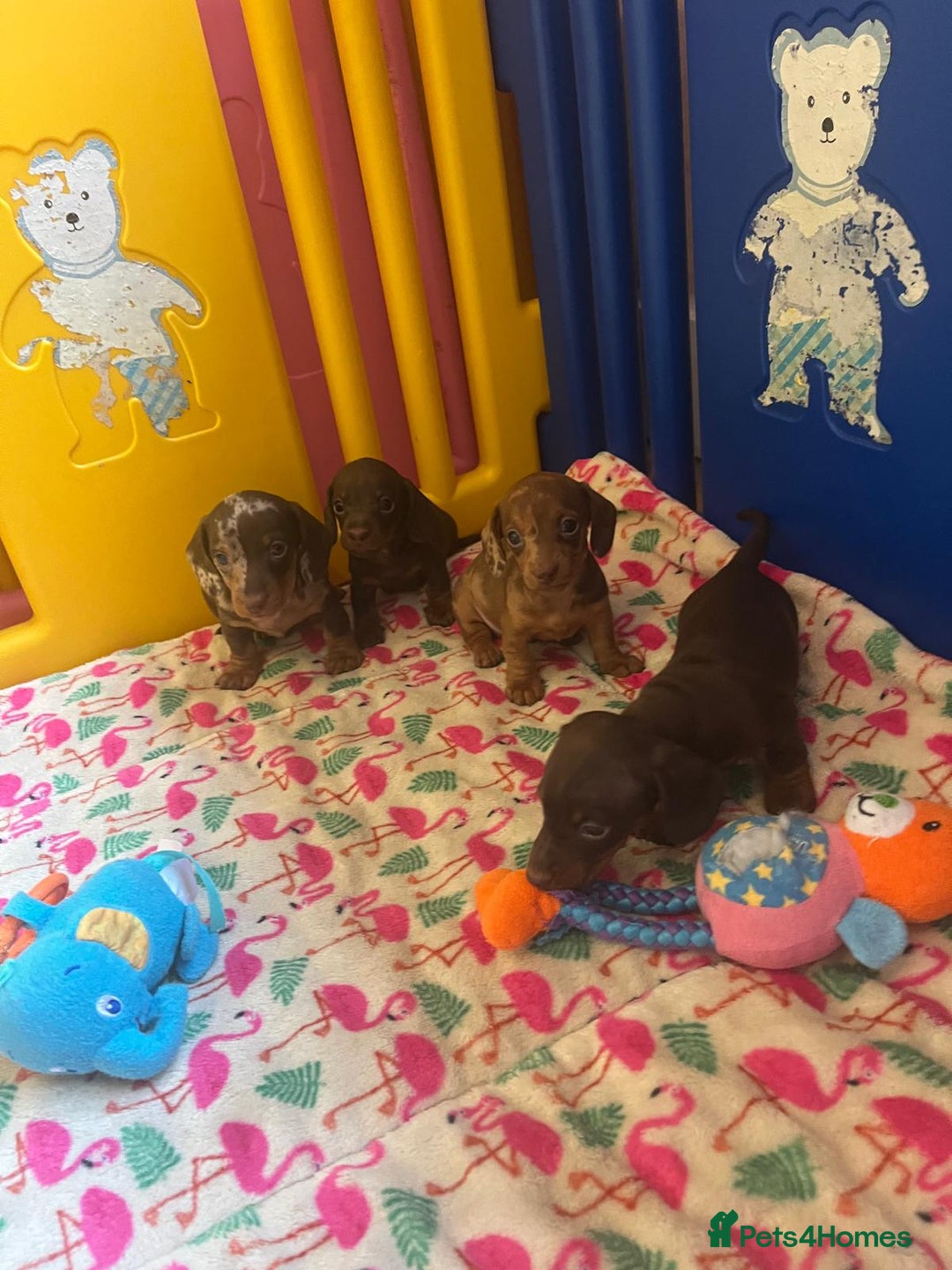 Miniature Dachshund dogs for sale: Beautiful Mini Dachshund Puppies READY  - Advert 8
