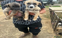 Lurcher dogs for sale: Lurcher pups - Image 2