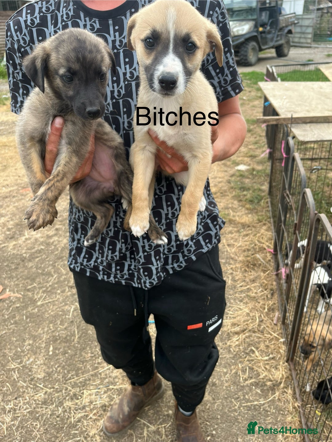 Lurcher dogs for sale: Lurcher pups - Image 2