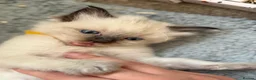 Ragdoll cats for sale: Ragdoll kittens - Advert 36