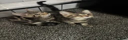 Mixed Breed cats for sale: 2 beautiful tabby kittens  - Advert 7