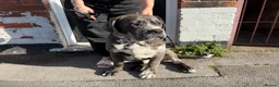 Cane Corso dogs for sale: Cane Corso Male  - Advert 8