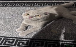Scottish Fold cats for sale: Scotish kitten  - Image 2