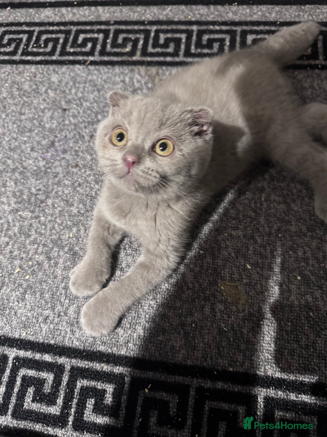 Scottish Fold cats for sale: Scotish kitten  - Image 2