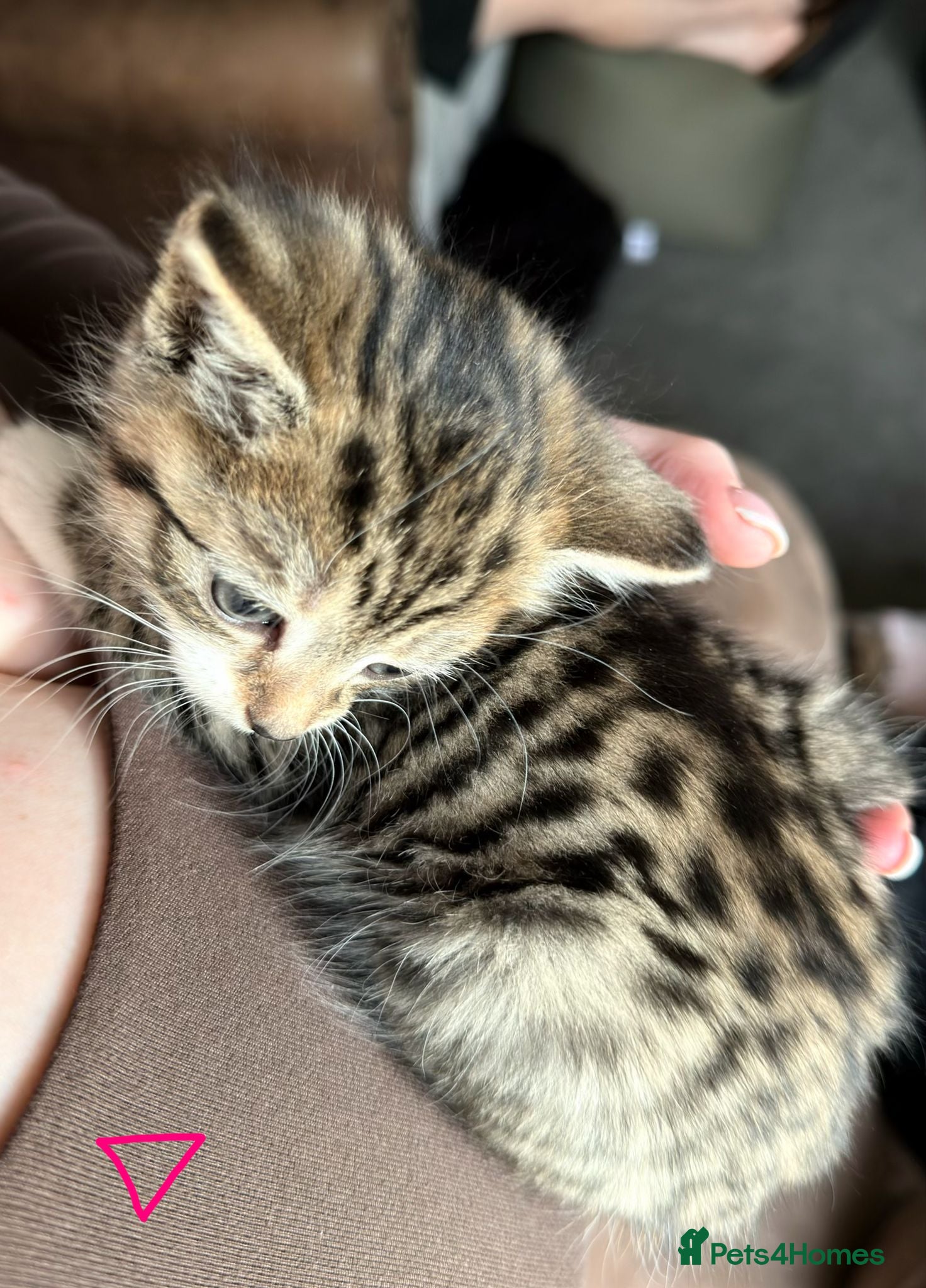 Mixed Breed cats Maincoon bungalow mix - Advert 1
