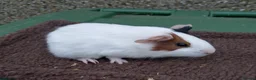 Guinea Pig rodents for sale: Young guinea pigs - Advert 3