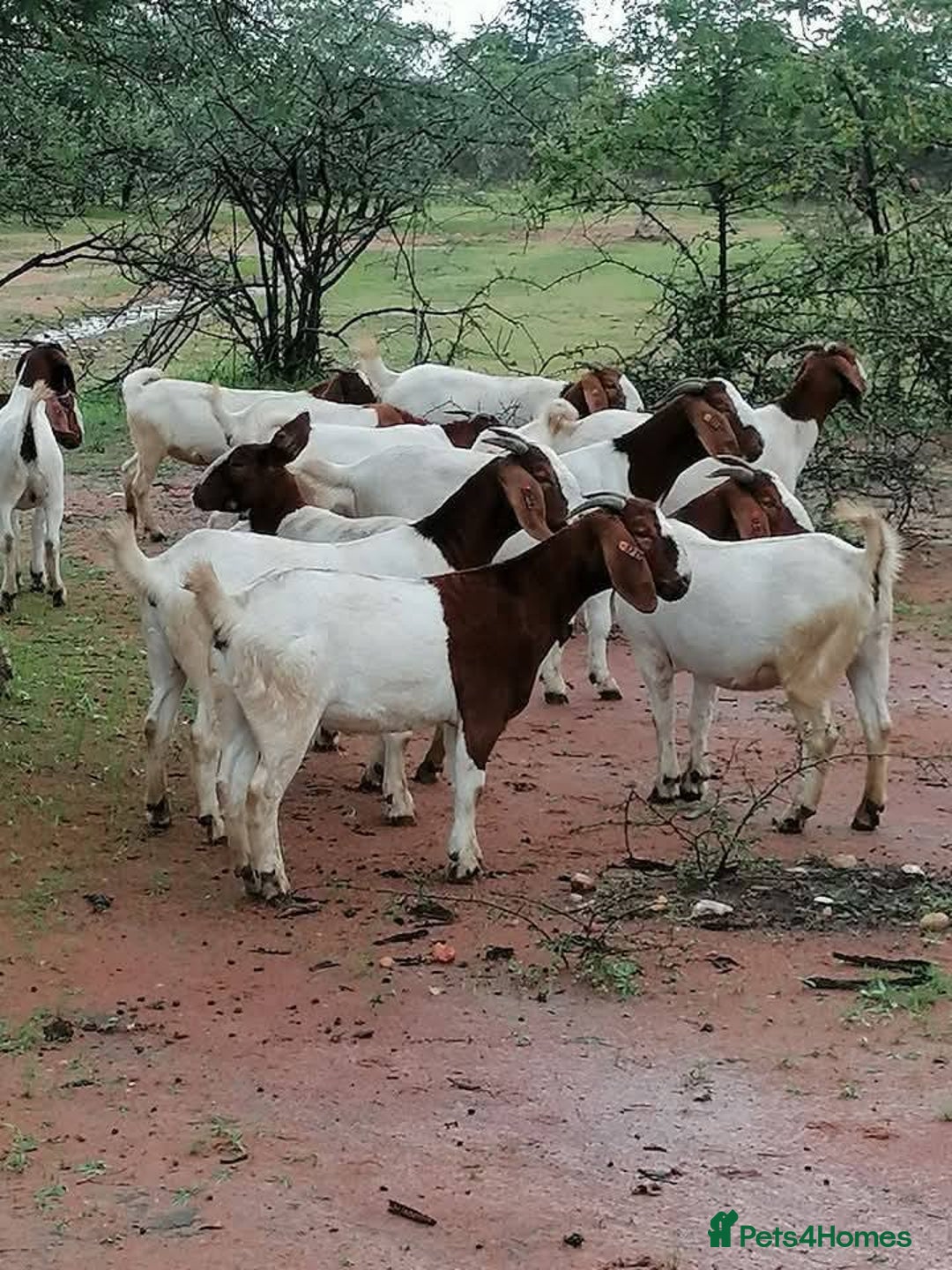 Goats livestock for sale: Healthy Boer Goats of all sizes available - Advert 1